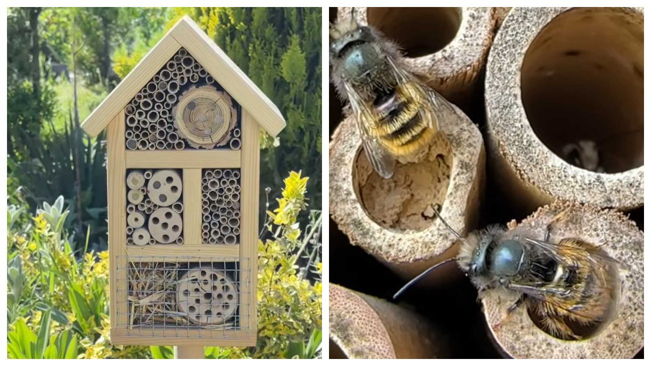 Садівники пояснили, для цього ставити в городі готелі для диких бджіл
