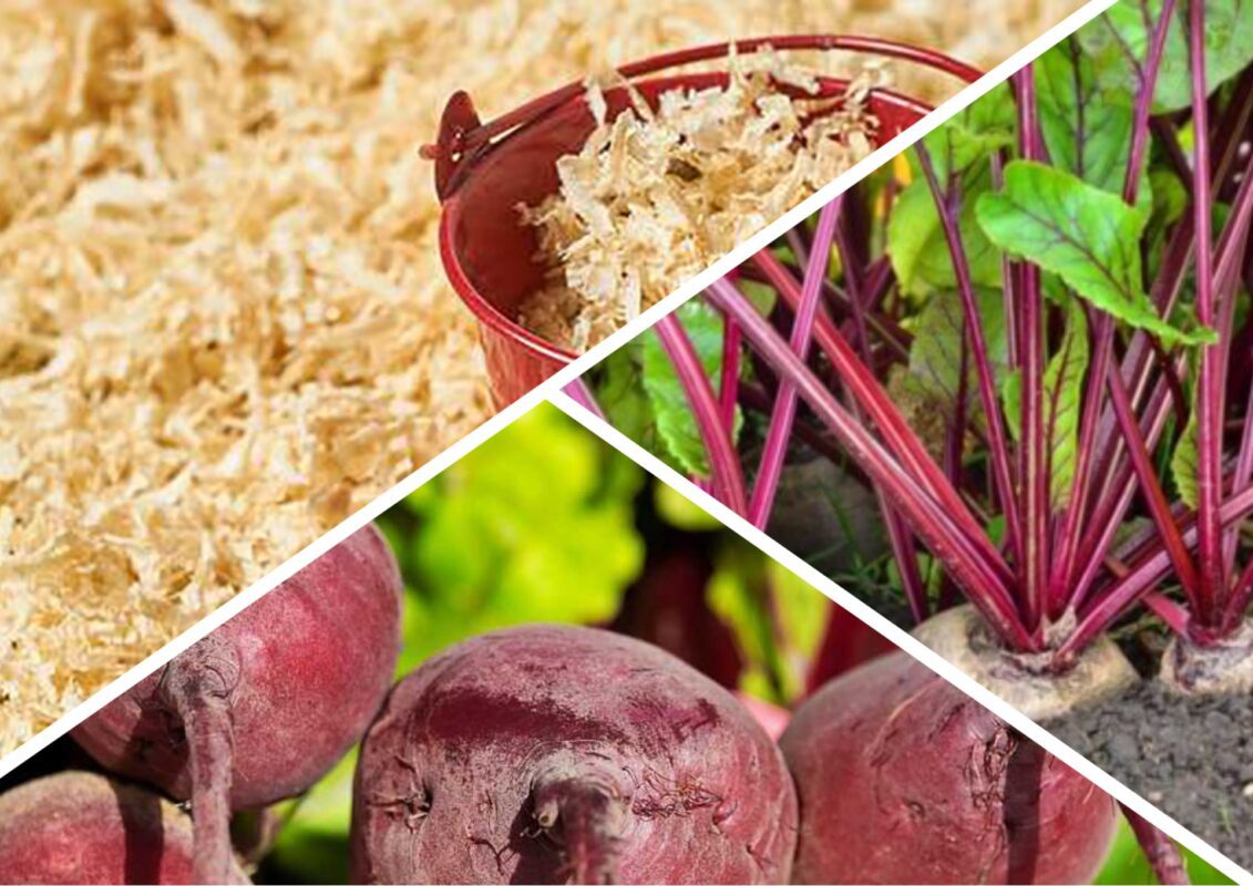 Чи потрібна столовому буряку мульча з тирси