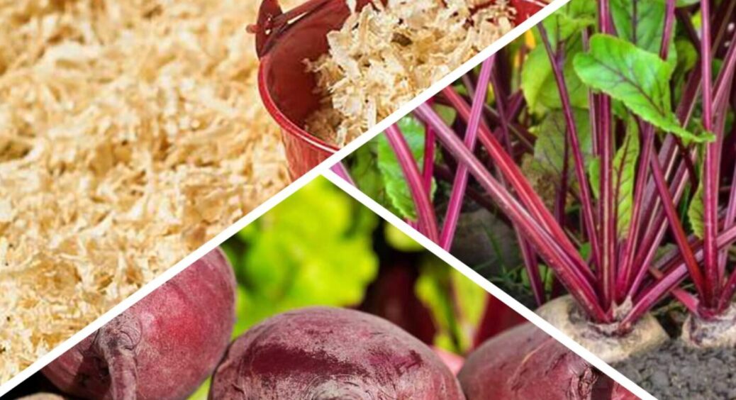 Мульча з тирси спалила мені буряки: 3 помилки, які городники повторюють з року в рік 