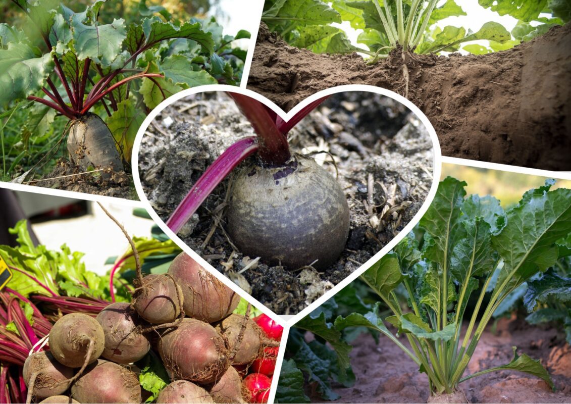 Аграрії пояснили, завдяки якій підживці можна отримати рекордний урожай буряку