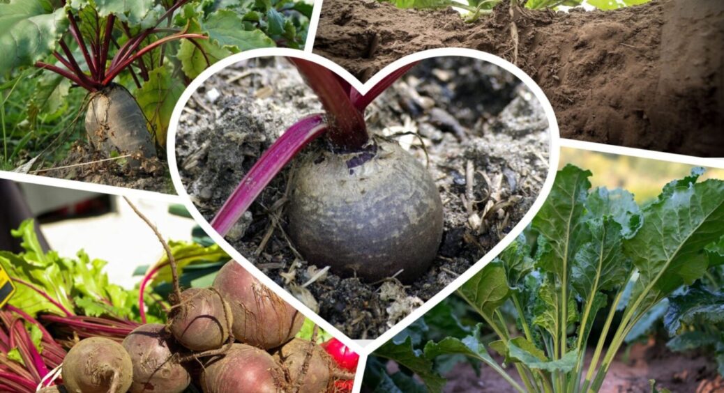 На Прикарпатті буряки обробляють хитрим настроєм: плоди не гниють по корінню від слова зовсім 