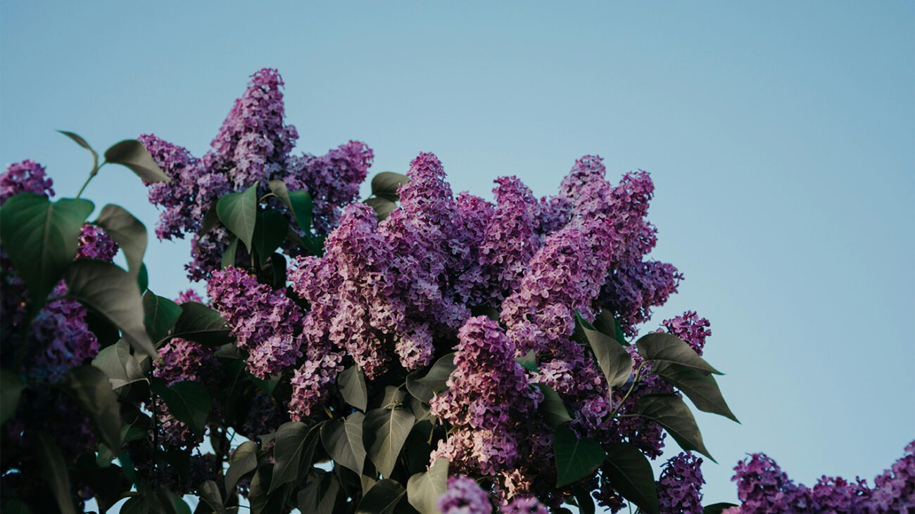 Що робити, аби бузок цвів довше й пишніше