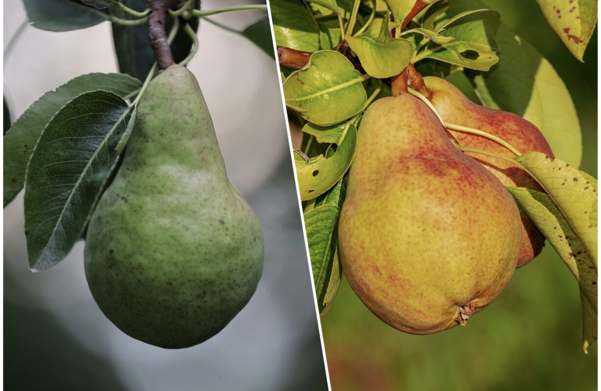 Чому груші кислі та несмачні