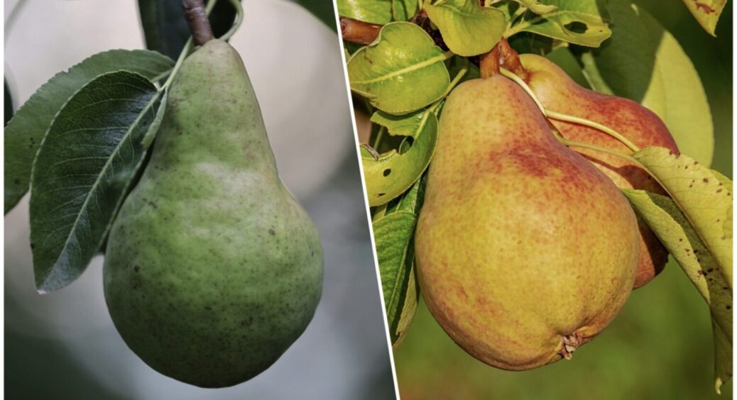 Якщо вродили кислими та несмачними: 1 помилка, і груші не годяться навіть на випічку 