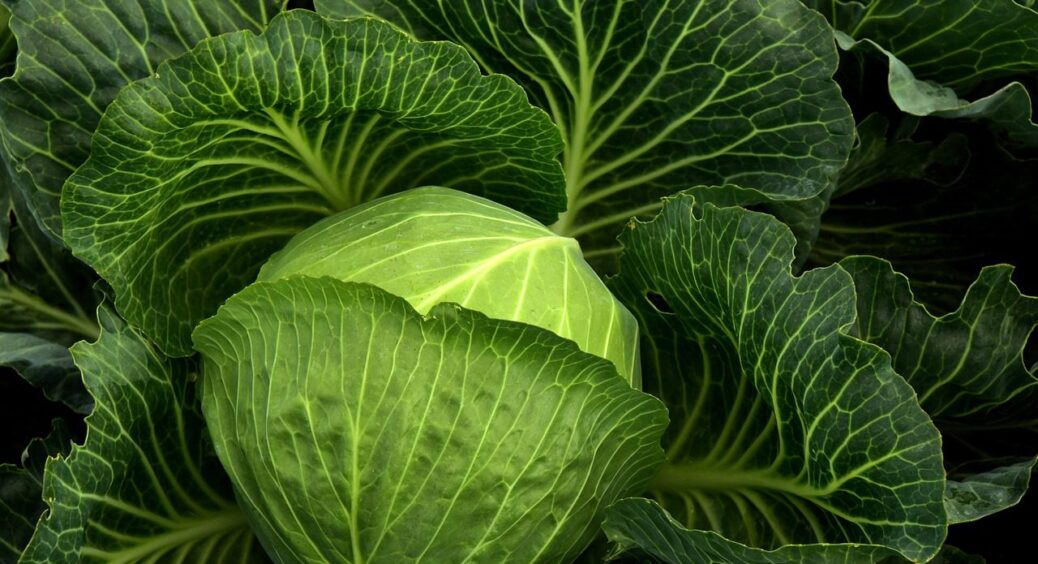 По 2 грами в лунку і щедрий врожай гарантовано на 100%: ось чим підживити розсаду капусти 