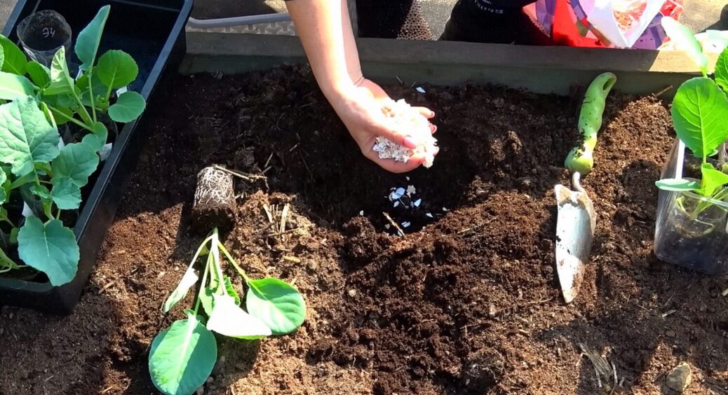 Кидаю ці 4 підживки в лунку під розсаду та збираю з кожної рослини головки мінімум по 1.5 кг 