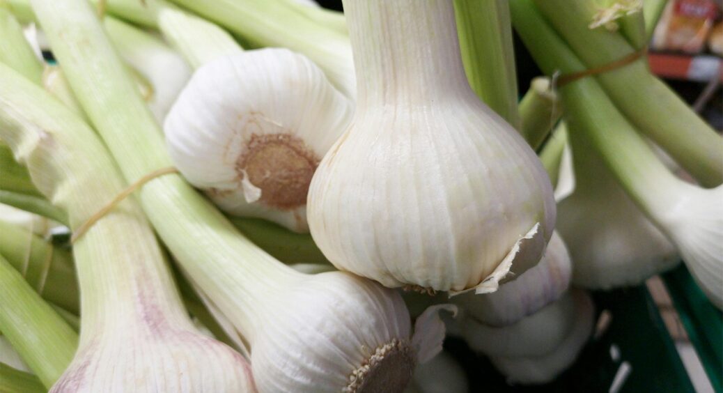 Найкраще травневе добриво для часнику: додайте цей 1 інгредієнт, і він нізащо не пожовтіє 