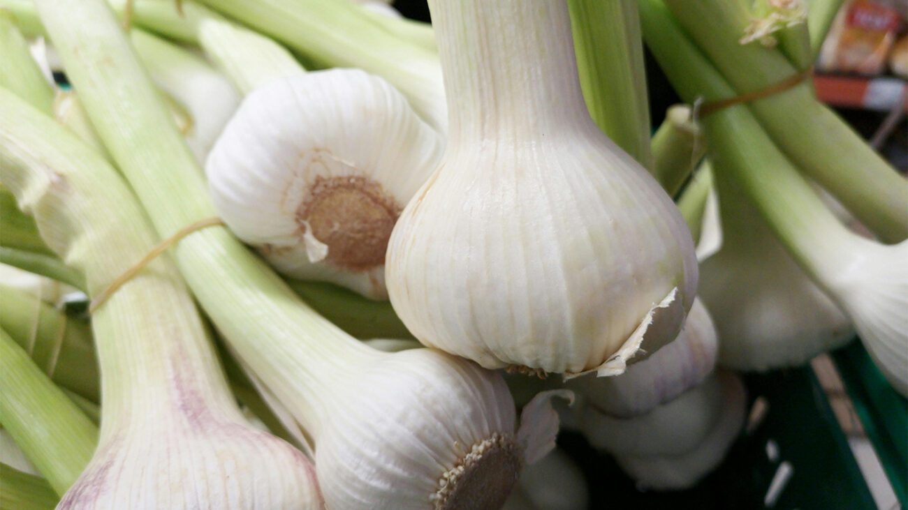 Чим підживити часник у травні