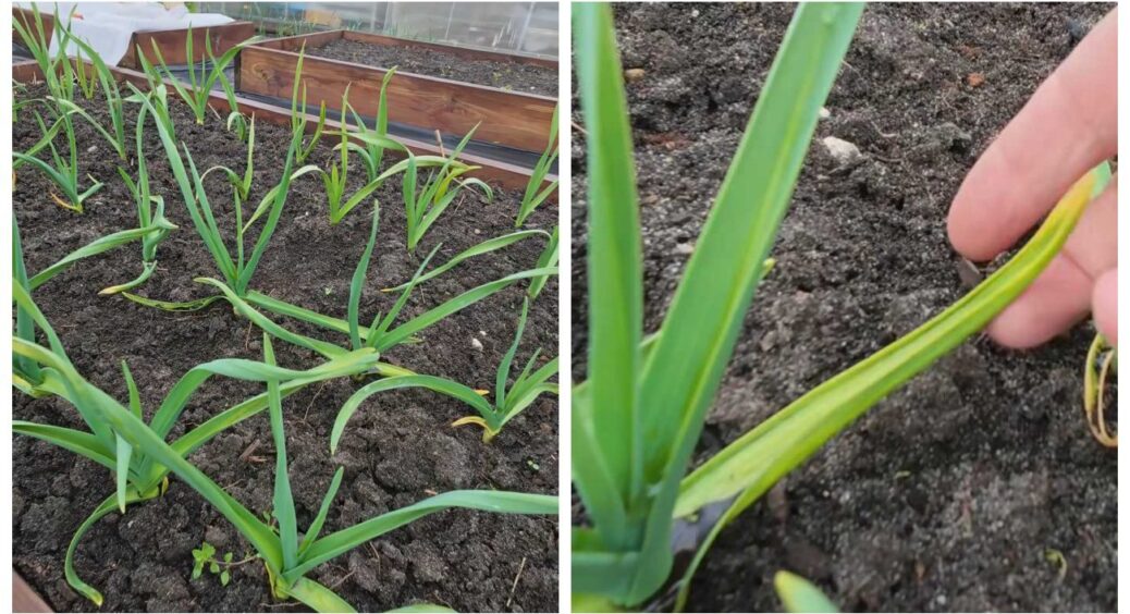 Пожовтіло листя на часнику після весняних заморозків: 5 секретів, як відновити зелень 