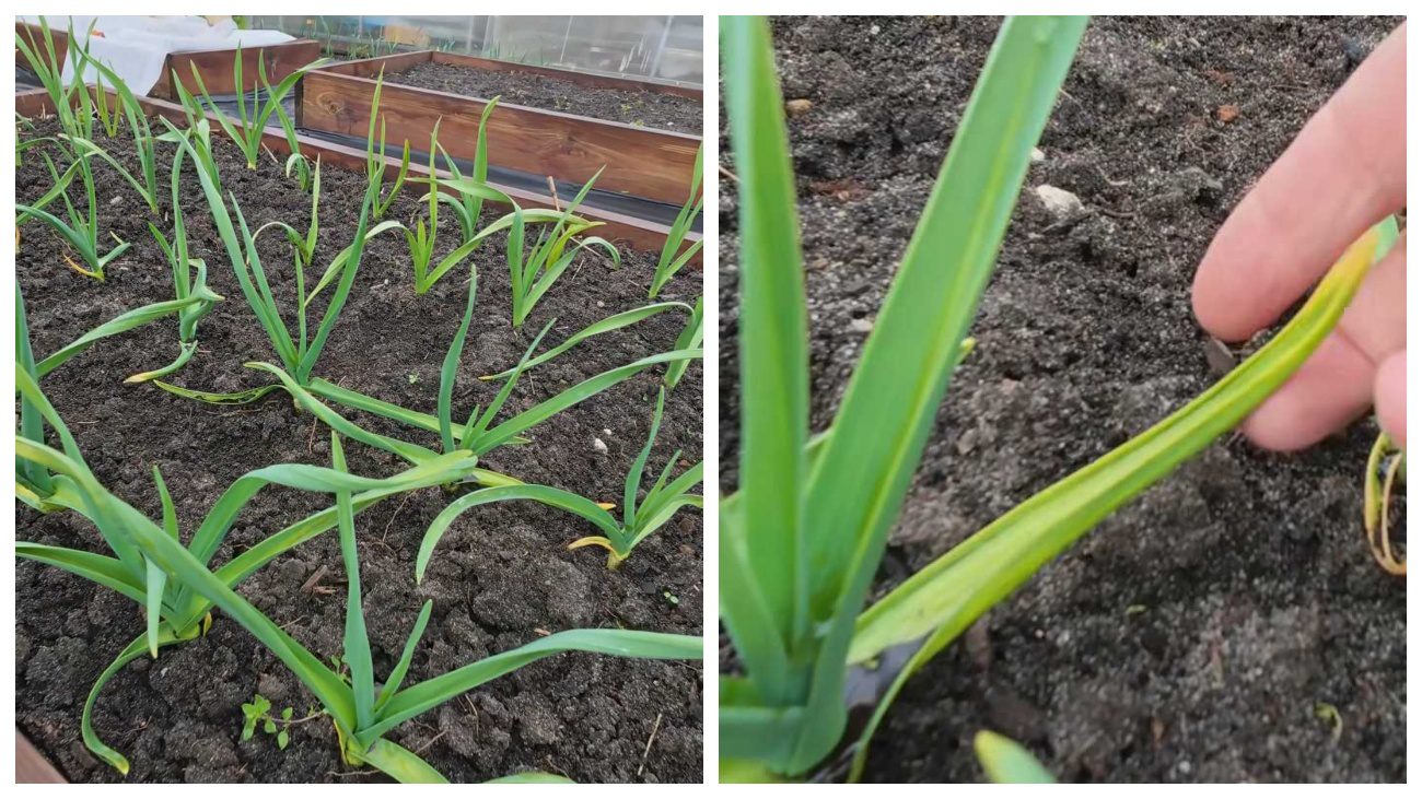 Садівники пояснили, як відновити пожовтіле листя на часнику після заморозків