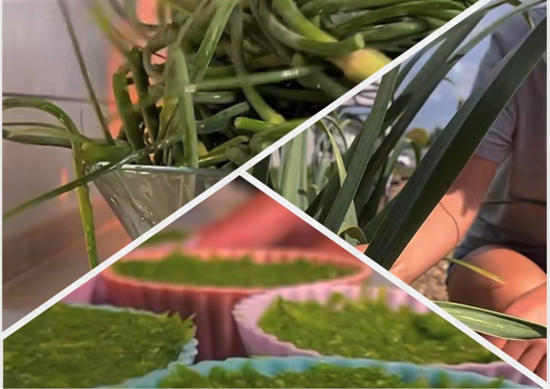 Садівники показали, як зробити з часникових стрілок справжній делікатес