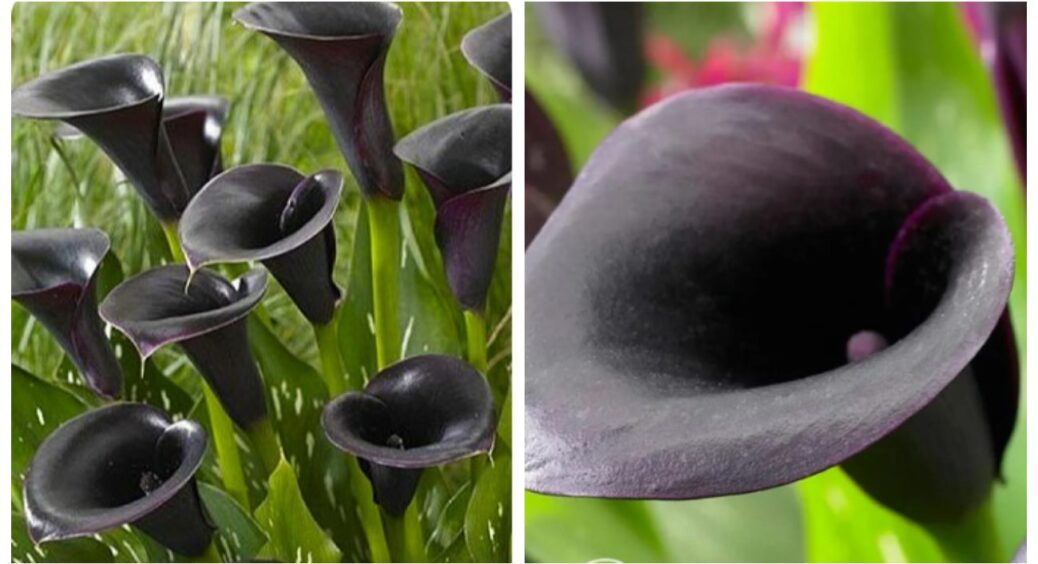 Ці чорні кали солідно виглядатимуть в будь-якому дворі: бульби, які слід посадити у 2025-му 