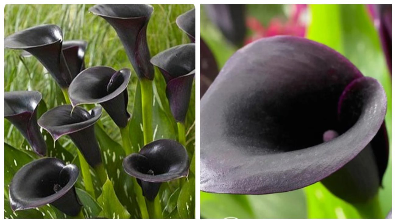 Садівники пояснили, які кали чорного кольору зроблять солідним будь-який двір