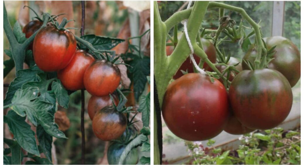 10 г + 1 склянка води = ідеальний засіб від фітофтори: як приготувати засіб для помідорів 