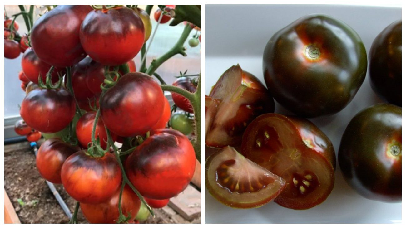 Садівники пояснили, який сорт томатів плодоносить до жовтня