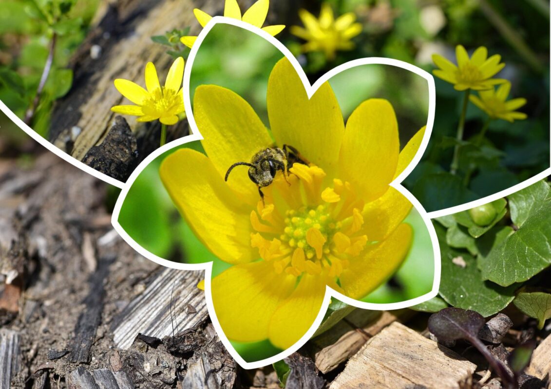 Садівники пояснили, чому обов'язково потрібно посадити чистотіл у городі