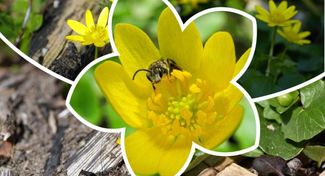 Чим корисний чистотіл і для чого його садити: цибуля, часник і тюльпани подякують 