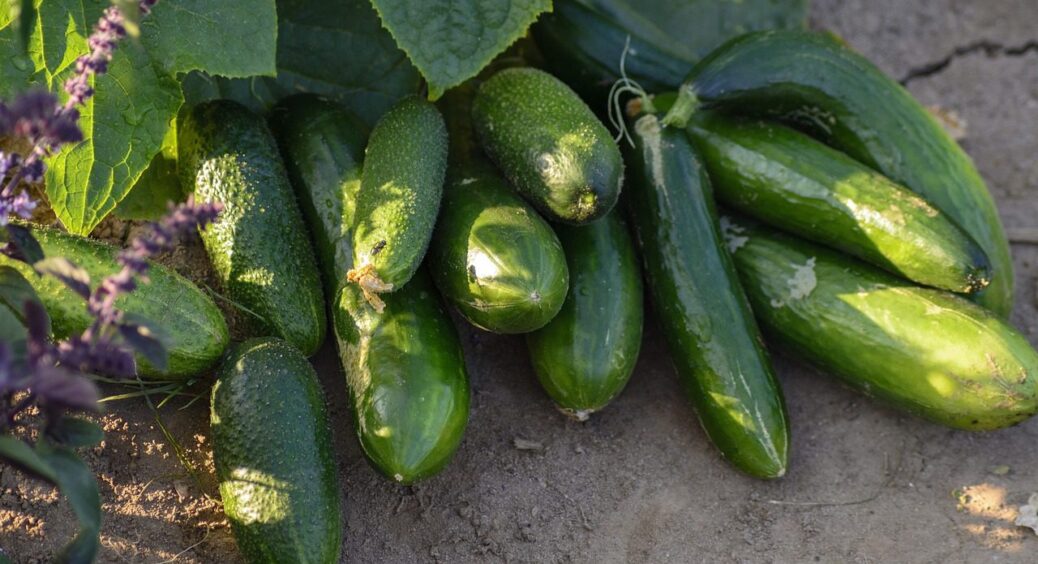 На Ужгородщині садять огірки лише 2 сортів: інші не витримують холодних ночей, а ці – стійкі 