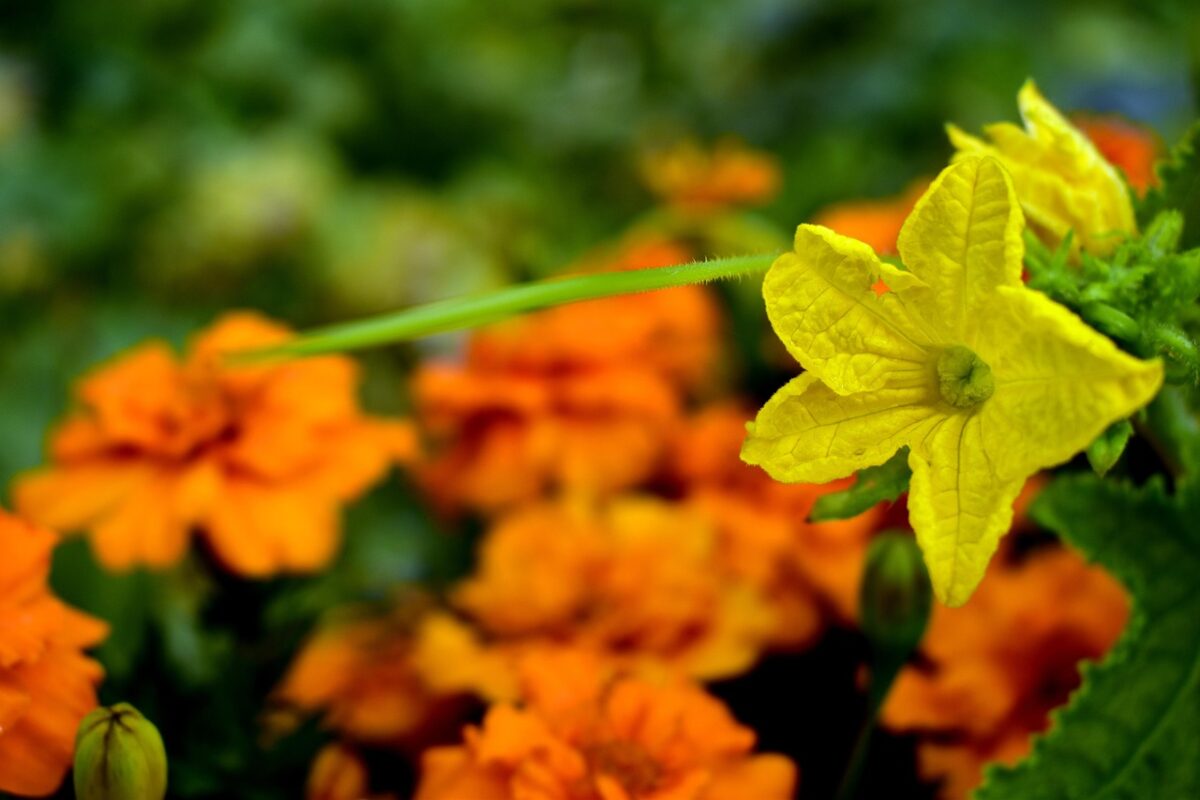 Агрономи розповіли, чого не треба робити перед посадкою огірків в травні 2025 року