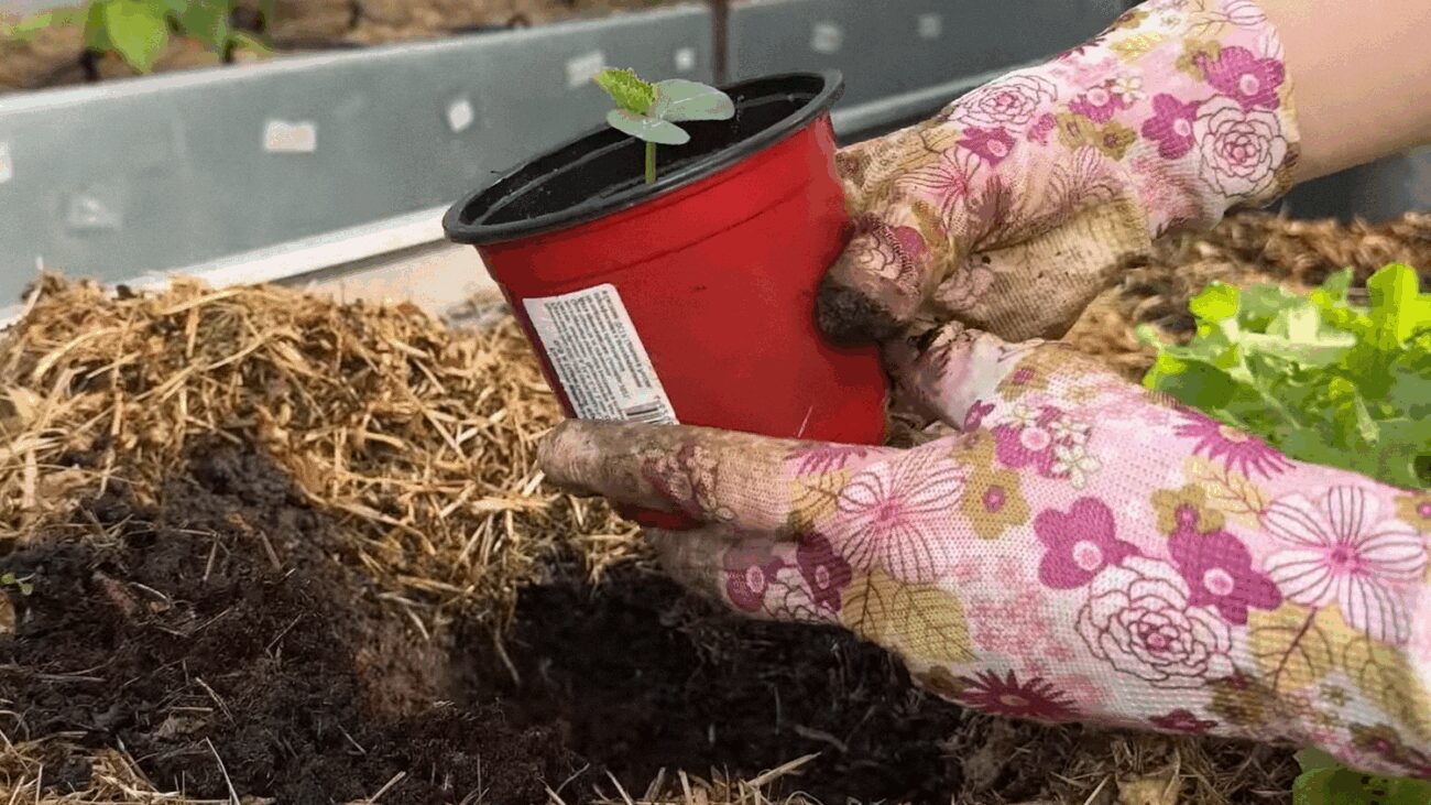 Фермери пояснили, коли та на якій відстані треба сіяти огірки у відкритий ґрунт