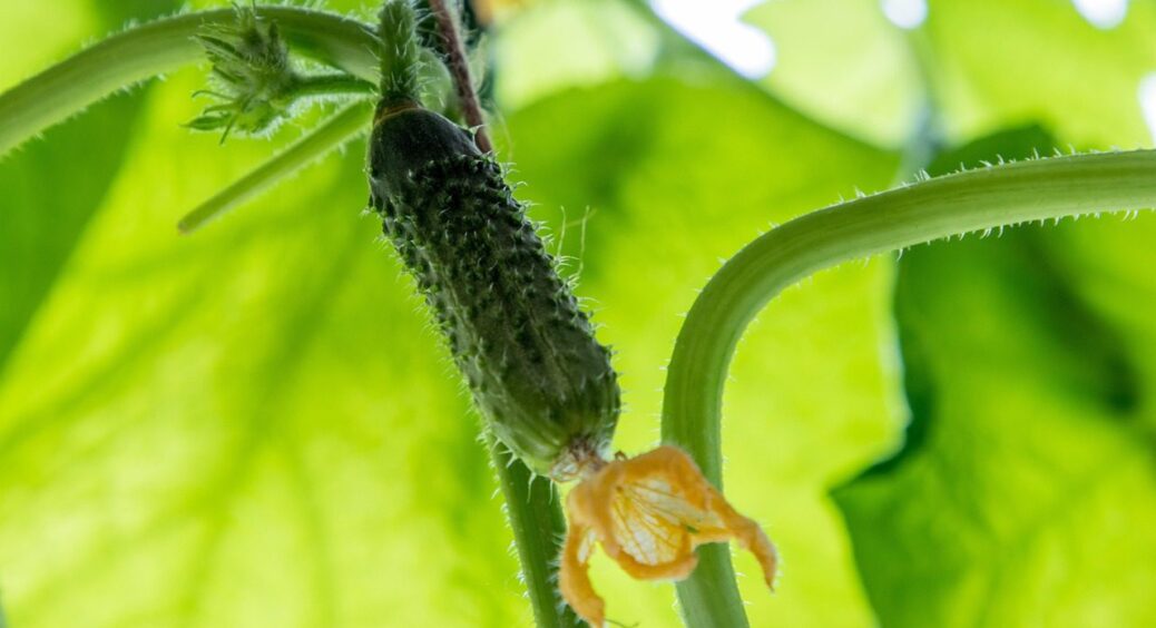 На Рівненщині садять огірки лише 2 сортів: інші не витримують холодних ночей, а ці без проблем 