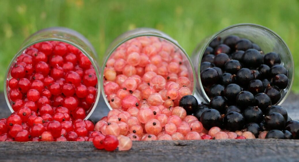 1 чайна ложка під кущик – і смородина вражає розміром ягід: секретик з Полтавщини 