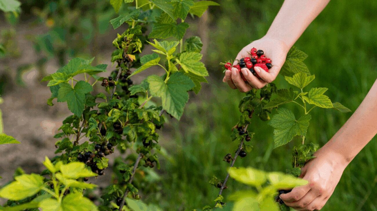 Садоводи розповіли, чим краще підгодувати смородину восени для підвищення врожаю