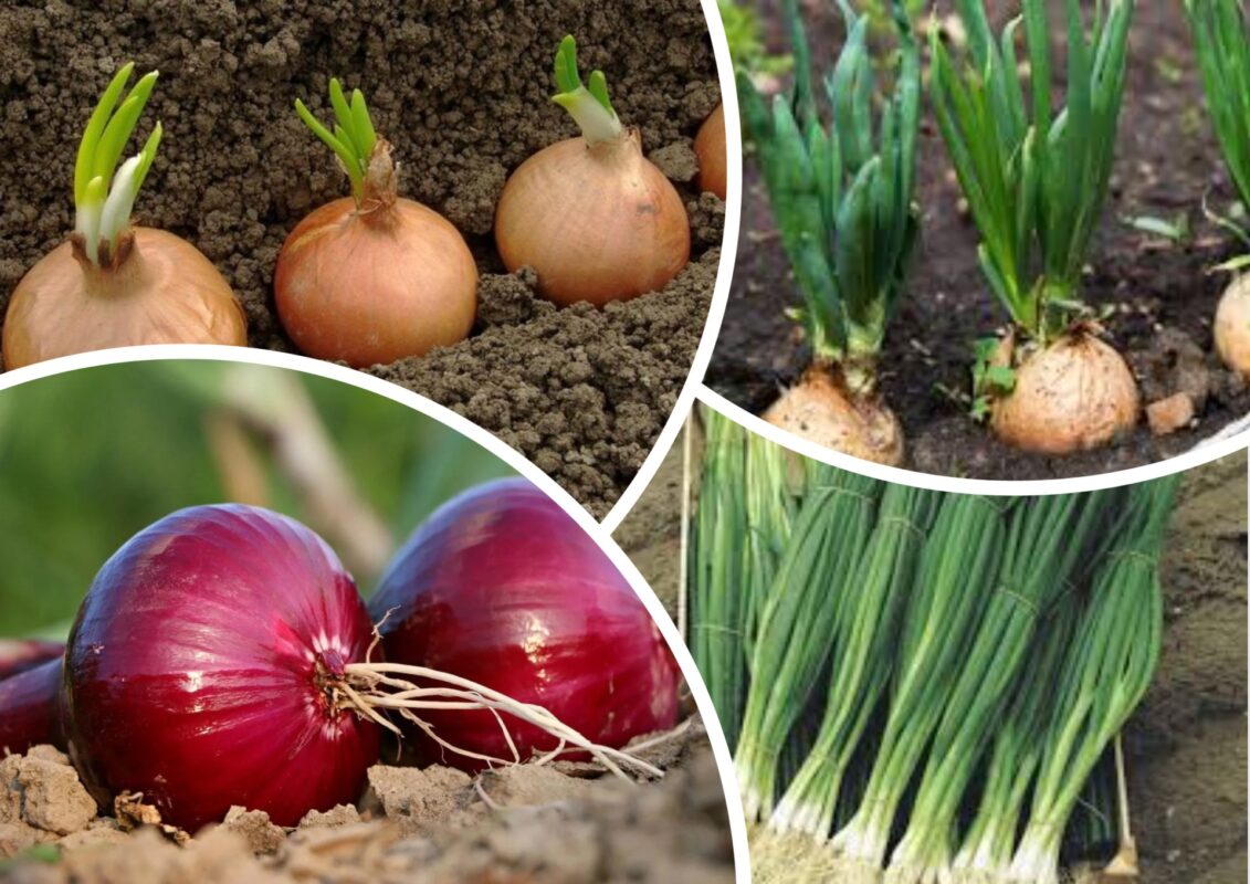 Як виростити великі голівки у цибулі