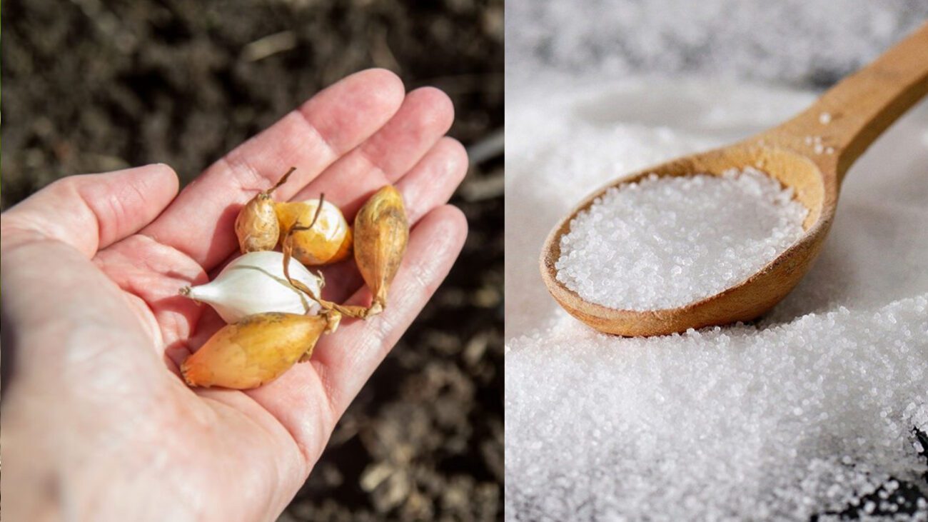 Чим удобрити цибулю