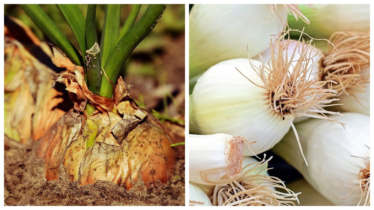Садівники пояснили, яке добриво з лісу захистить цибулю від хвороб у 2025 році