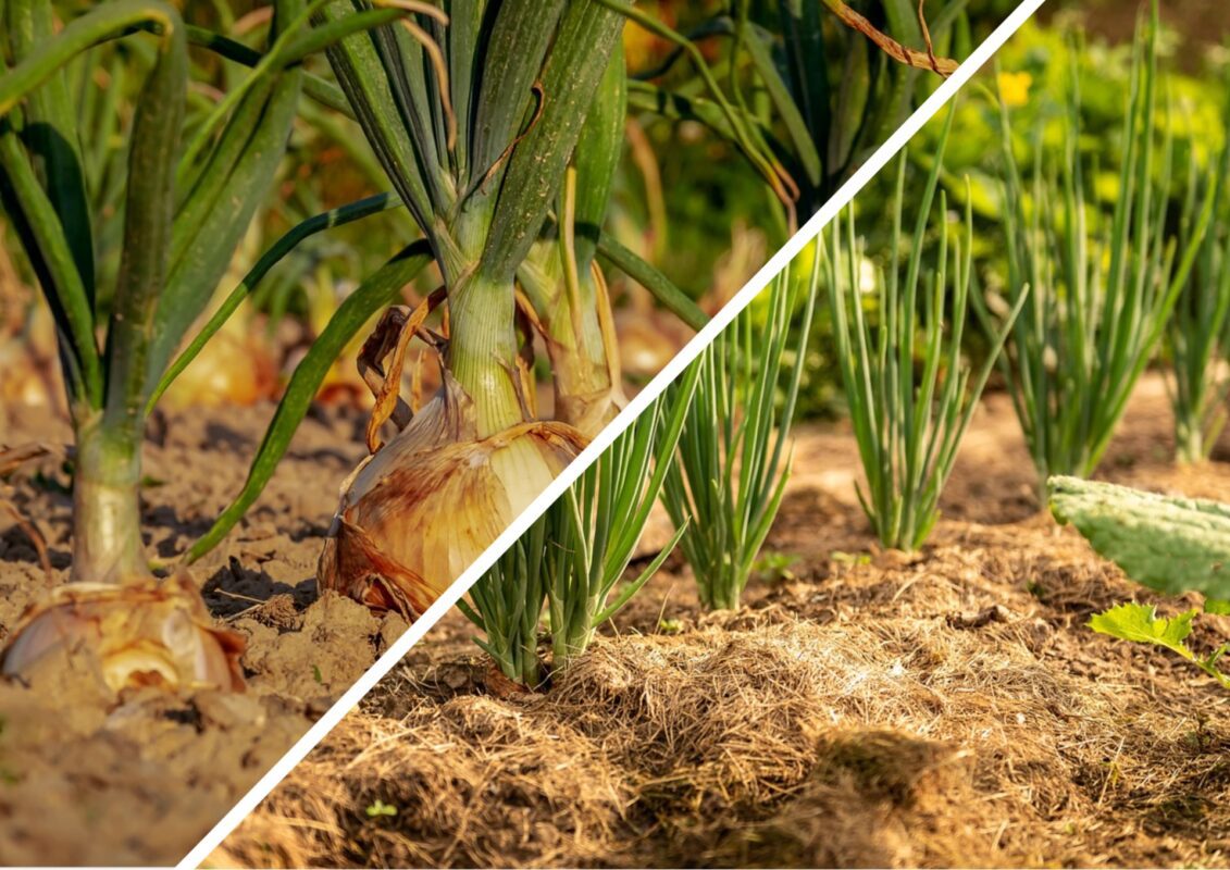 Городники пояснили, чи варто щось додавати в лунку при висаджуванні цибулі