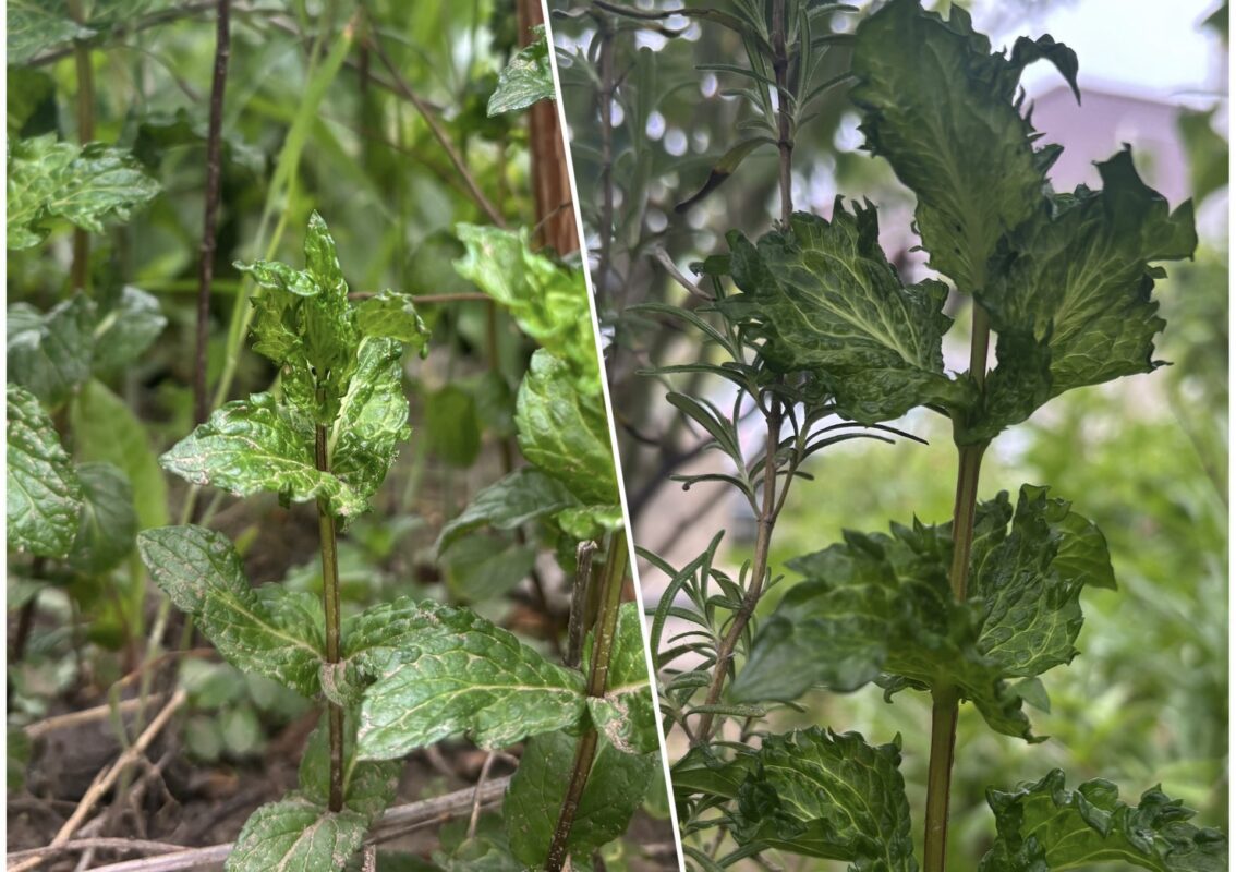 Експерт пояснив, чому не варто садити м'яту в саду