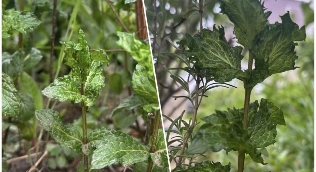 Вона така ароматна, але така оманлива: 1 причина, чому не варто висаджувати мʼяту в саду 