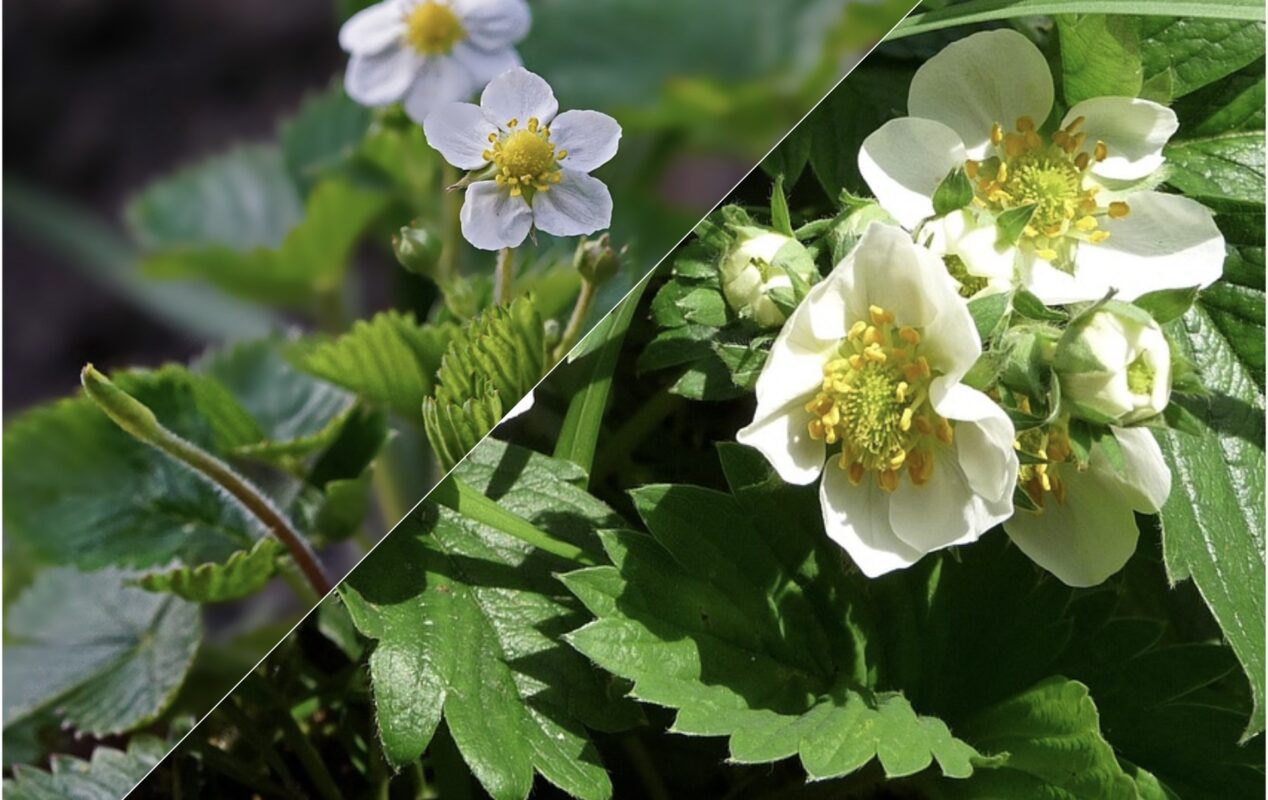 Агроном розповів, що можна посадити між кущами полуниц