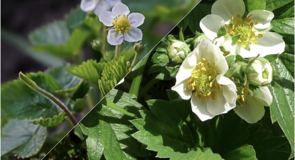 Що посадити між кущами полуниці? На Миколаївщині ягодам завжди підбирають найкращу сусідку 