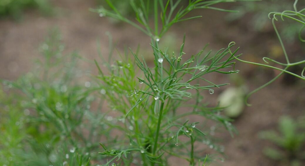 Чи можна після дощів йти працювати на городі: що про це кажуть агрономи-спеціалісти 