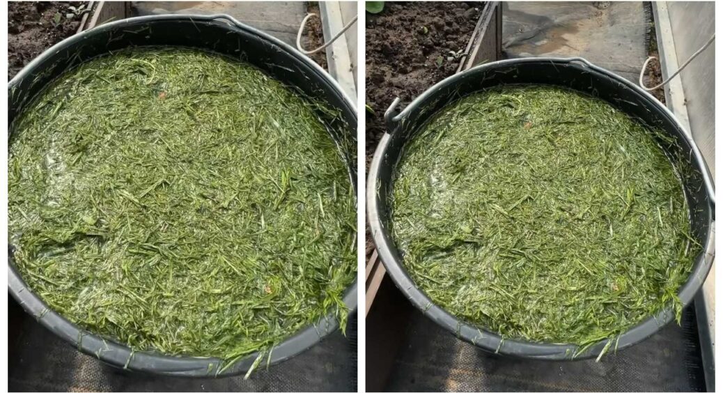 Не добриво, а магія: як кропива подвоїть урожай огірків – народний рецепт з Хмельниччини 