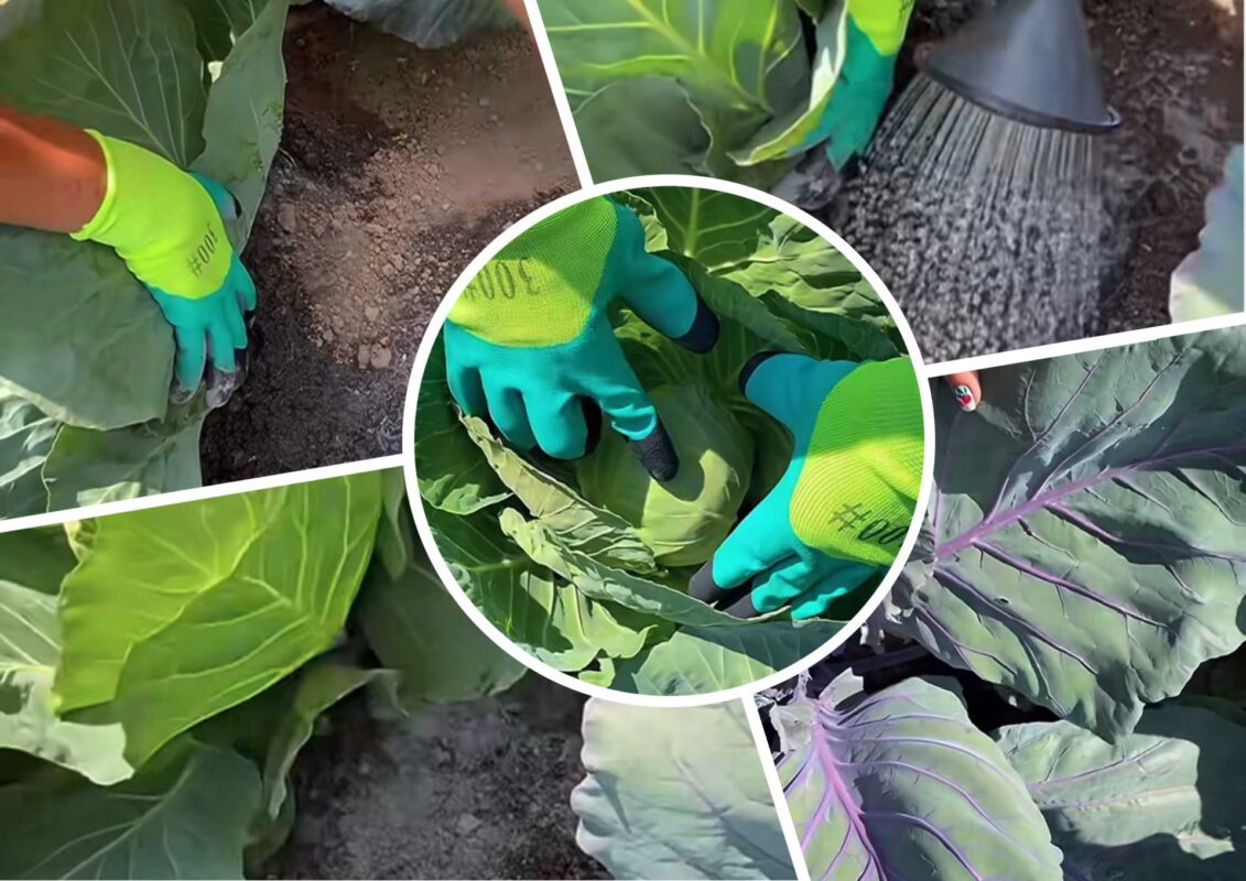 Агроном розповів, як позбавитися від білокрилки на городі 