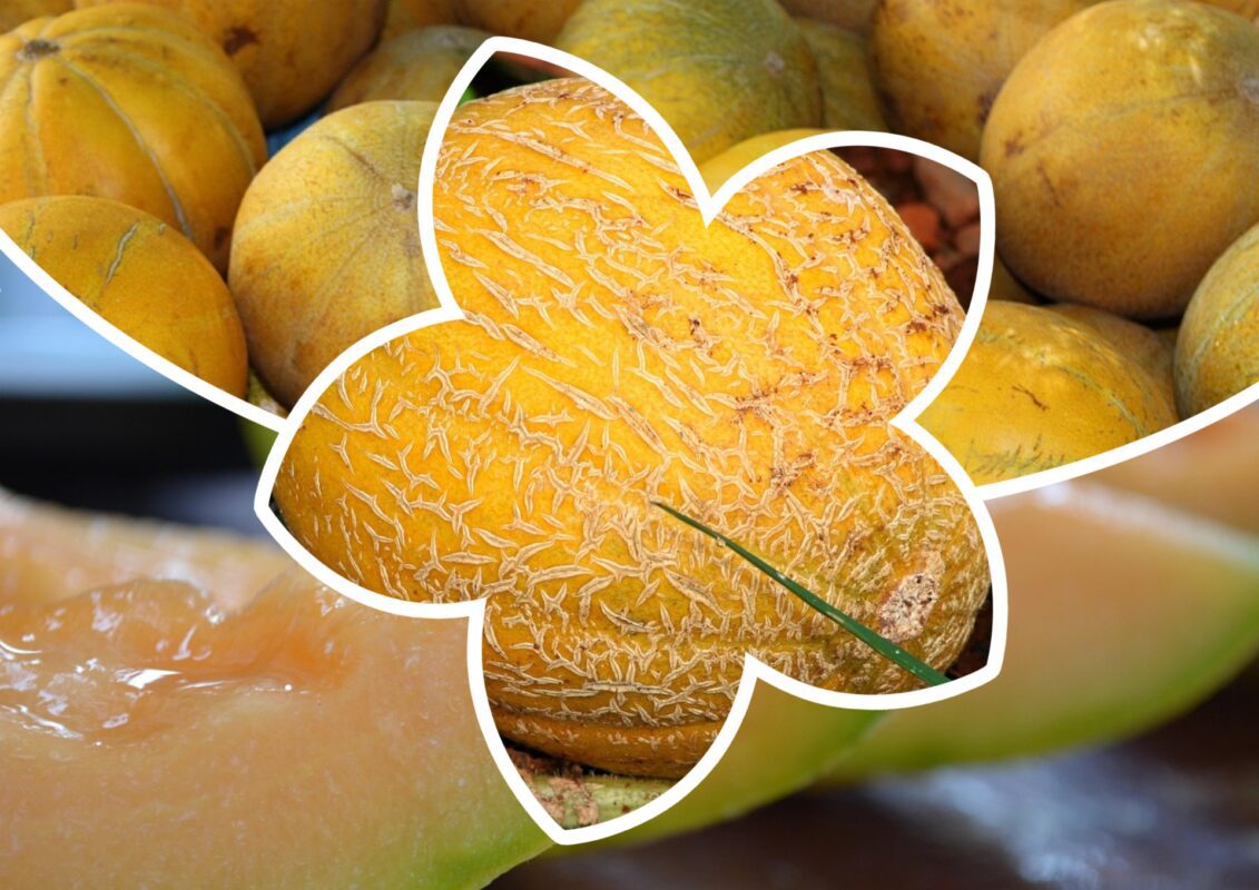 Садівники пояснили, на якій відстані потрібно садити дині в 2025 році