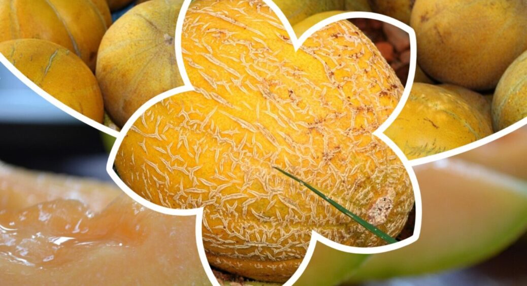 Відстань між динями впливає на врожай! Як треба саджати, щоб зібрати щедрий врожай у 2025 році 