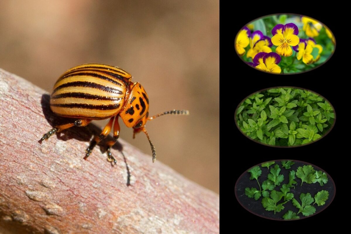 Експерти розповіли, яких рослин та квітів боїться колорадський жук