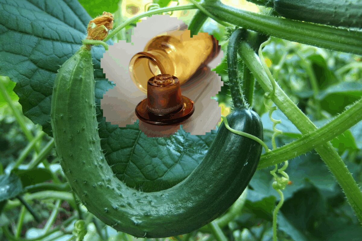 Городники розповіли, як збільшити врожай огірків за допомогою бурштинової кислоти