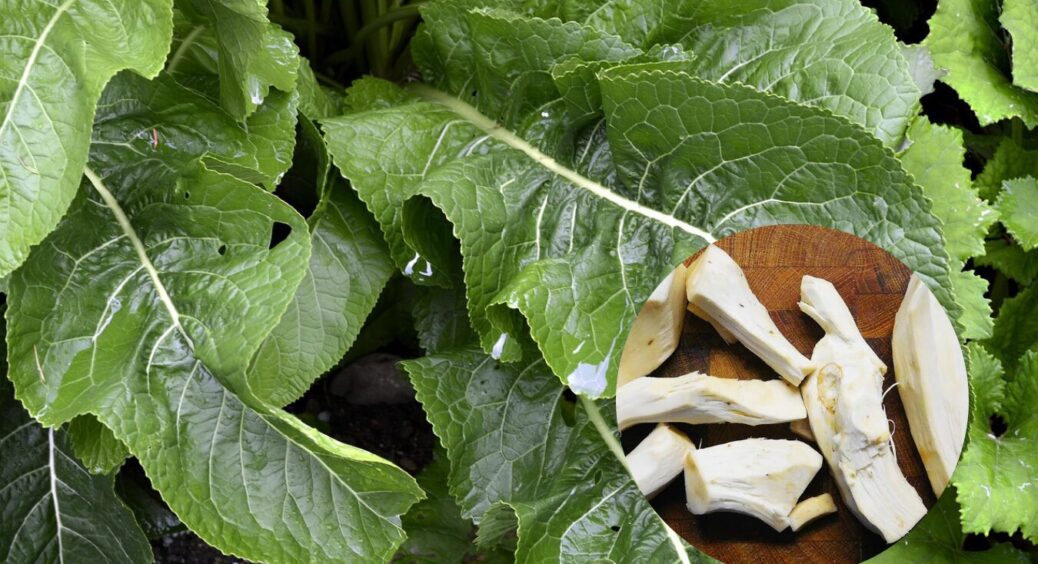 Потужна коренева система не встоїть: 5 способів, які допоможуть вивести хрін з ділянки 