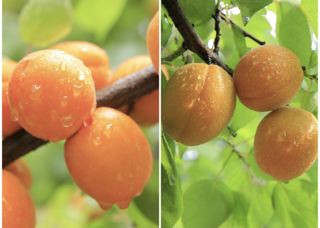 Експерт розповів, як правильно виростити великий врожай абрикосів 