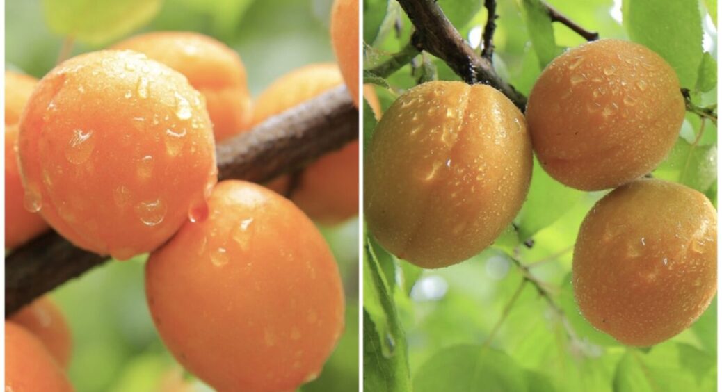 Як правильно підживлювати абрикос: етапи, дози та ще 5 корисних порад для садівників 