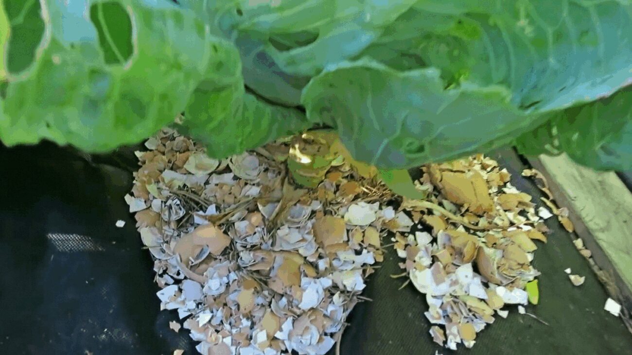 Фермери пояснили, як правильно використовувати яєчну шкаралупу на городі