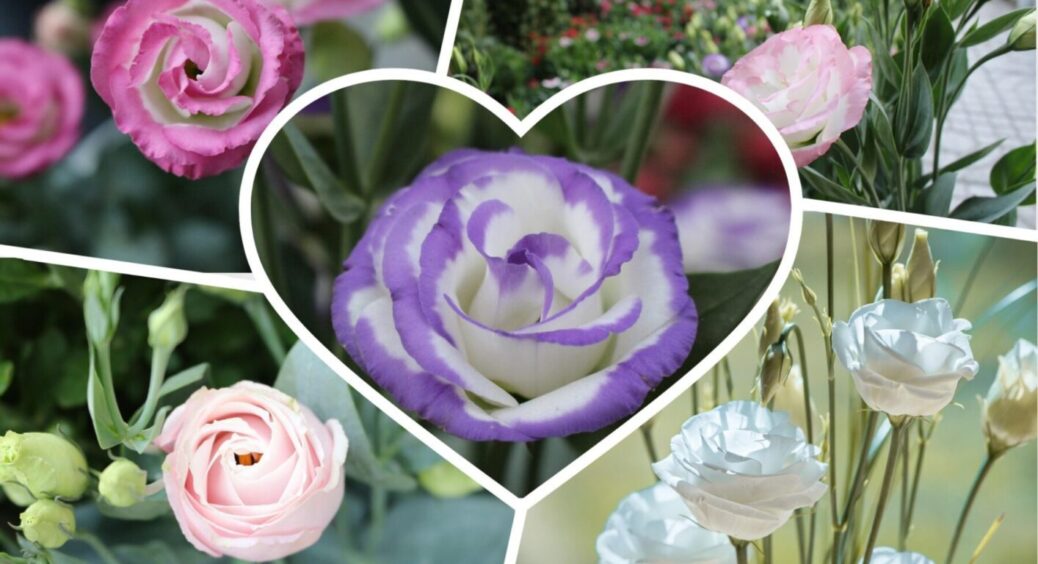 Висаджуємо еустому: 1 важливий момент, що впливає на всі високорослі сорти цих квітів 