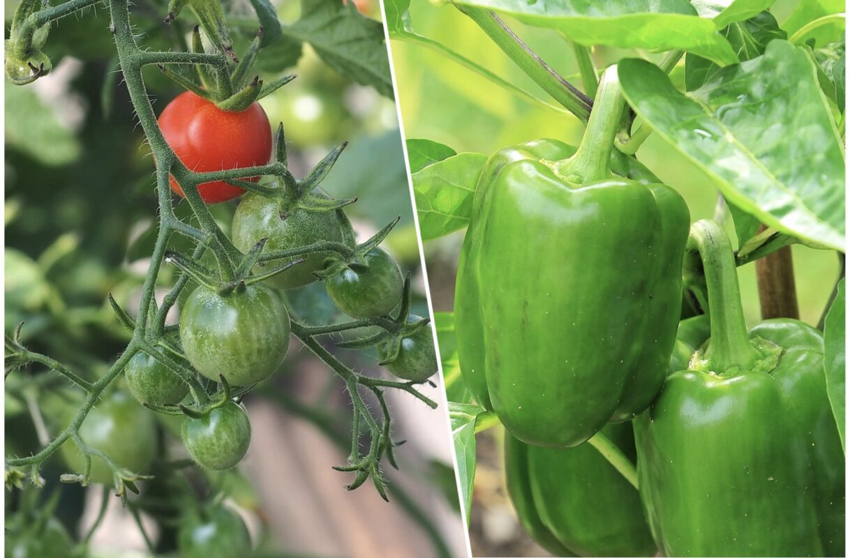 Експерт розповів, як підвищити урожайність помідорів, огірків та перців