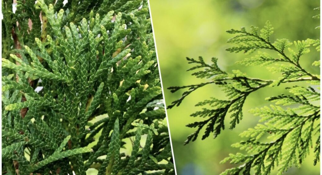 Що робити, якщо хвойні жовтіють? 3 прості кроки повернуть прекрасний вигляд вашому саду 