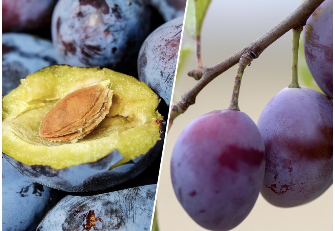 Садівники розповіли, як прибрати зі сливи та абрикос двох шкідників одним махом
